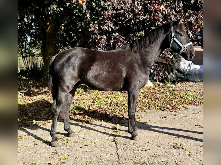 German Riding Horse Gelding 3 years 16 hh Black in Oeversee