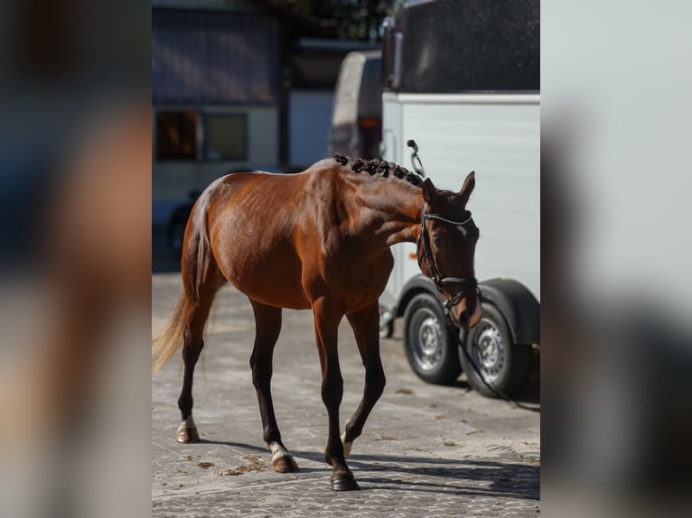 German Riding Horse Gelding 3 years 16 hh Brown in Hungen