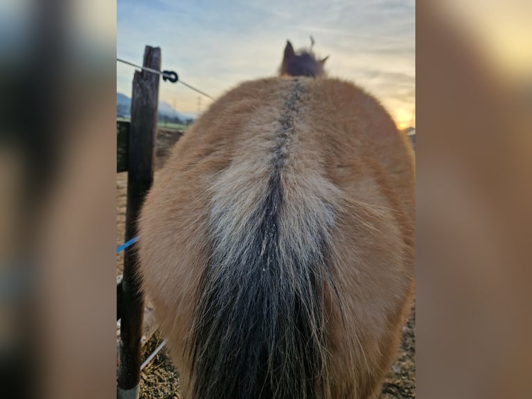 German Riding Horse Gelding 3 years 16 hh Buckskin in Hohenems