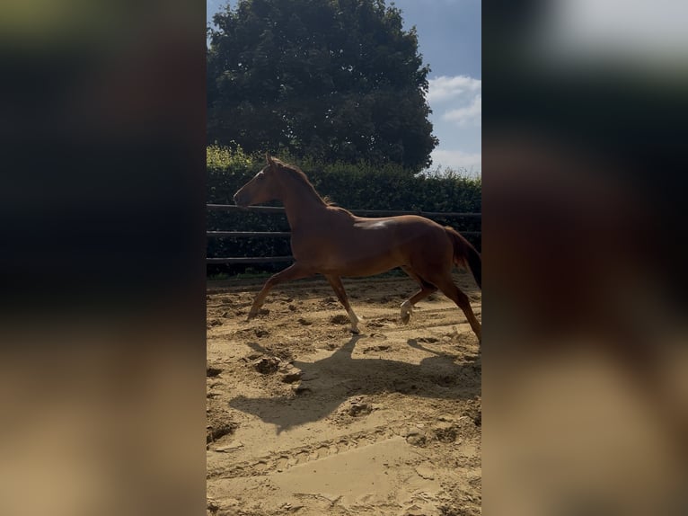 German Riding Horse Gelding 3 years 16 hh Chestnut in Nottuln