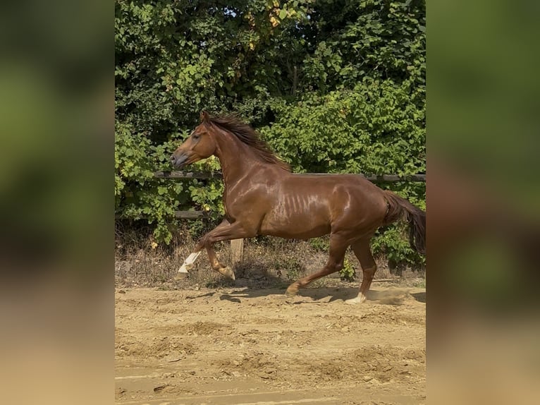 German Riding Horse Gelding 3 years 16 hh Chestnut in Nottuln