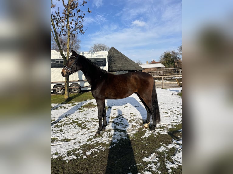 German Riding Horse Gelding 3 years 16 hh  in Bremen