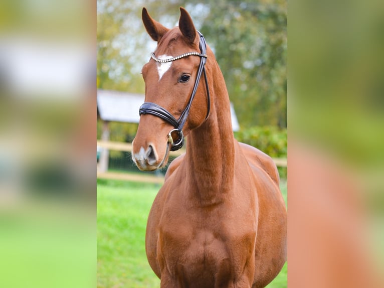 German Riding Horse Gelding 3 years 16,1 hh Chestnut-Red in Marigny le Lozon