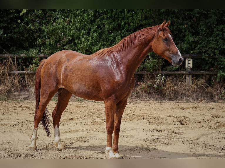 German Riding Horse Gelding 3 years 16,1 hh Chestnut-Red in Nottuln