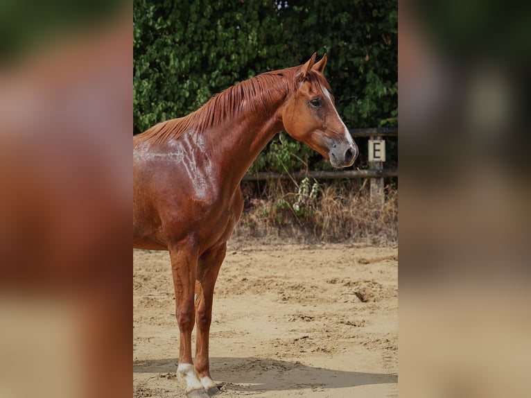 German Riding Horse Gelding 3 years 16,1 hh Chestnut-Red in Nottuln