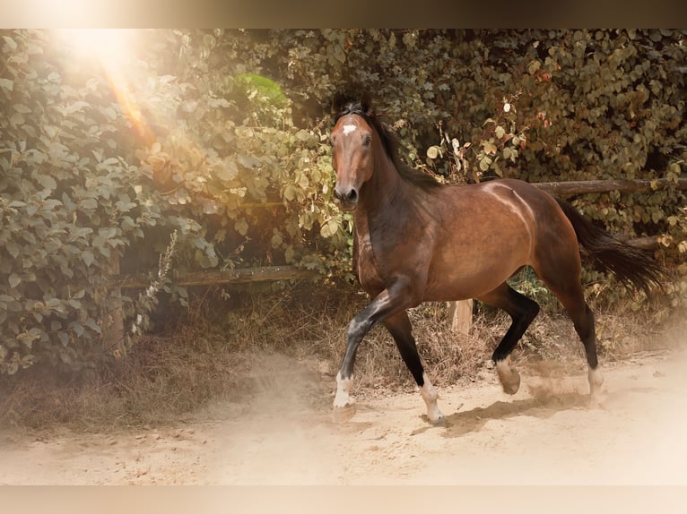 German Riding Horse Gelding 3 years 16,2 hh Brown in Nottuln