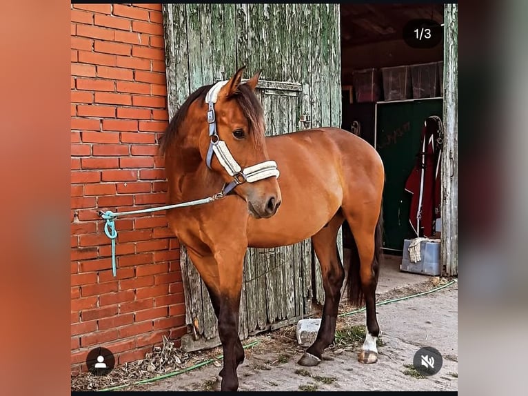 German Riding Horse Gelding 3 years 16,2 hh Brown in Walsrode