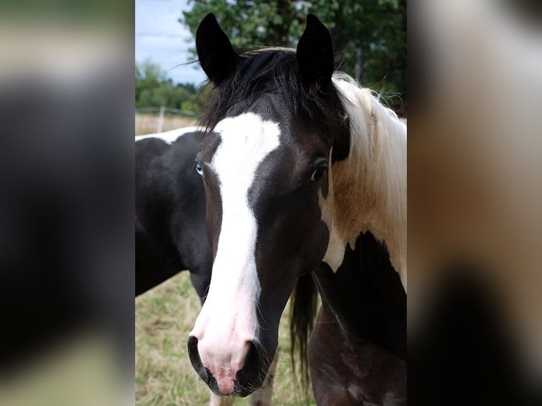 German Riding Horse Gelding 3 years 16,2 hh Pinto in B&#xF6;rde-Hakel OT Etgersleben