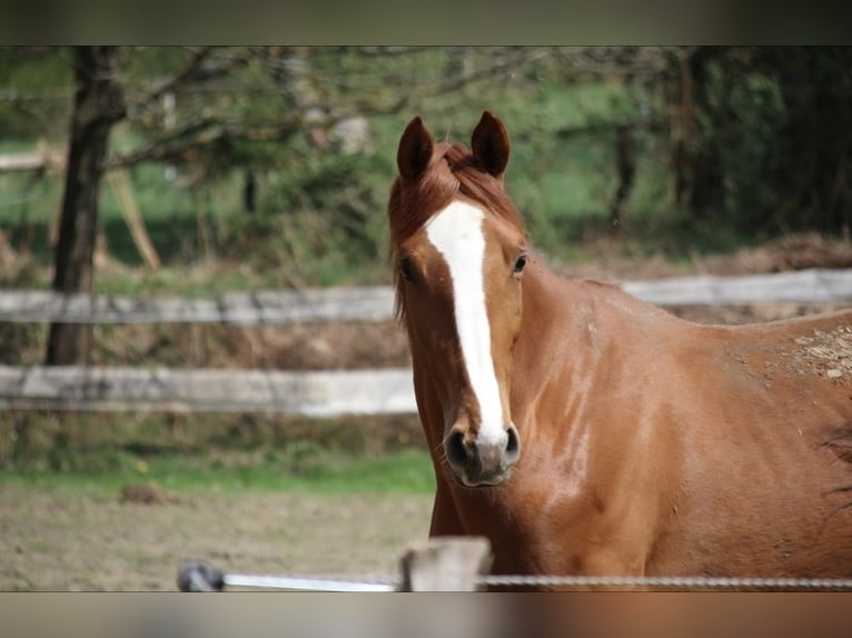 German Riding Horse Gelding 3 years 16,3 hh Chestnut-Red in Wenden