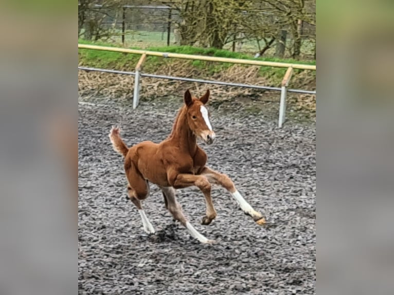 German Riding Horse Gelding 3 years Chestnut-Red in Crivitz