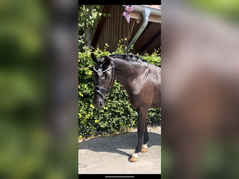 German Riding Horse Gelding 4 years 14,2 hh Black in Rastede