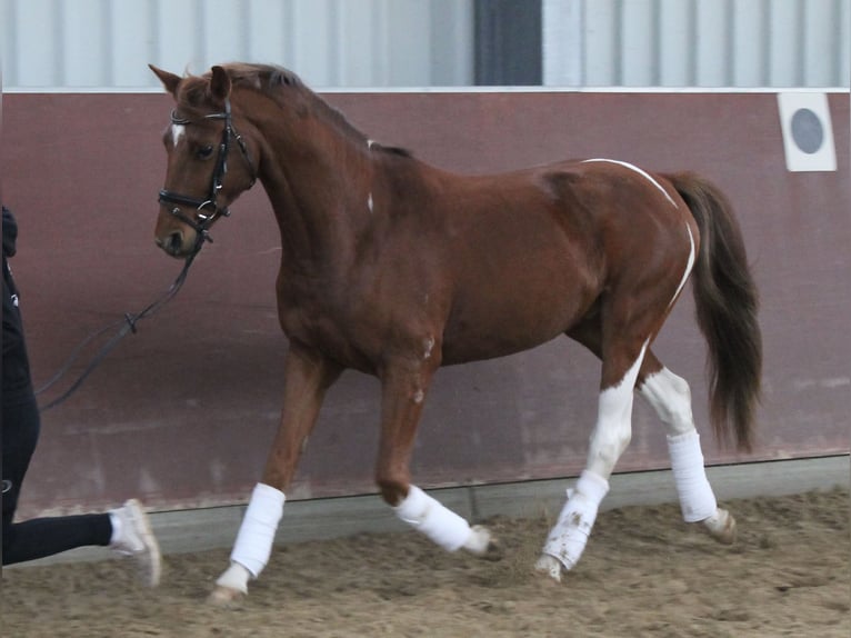 German Riding Horse Mix Gelding 4 years 14,3 hh Tobiano-all-colors in Kerpen German Riding Horse Mix Gelding 4 years 14,3 hh Tobiano-all-colors in Kerpen