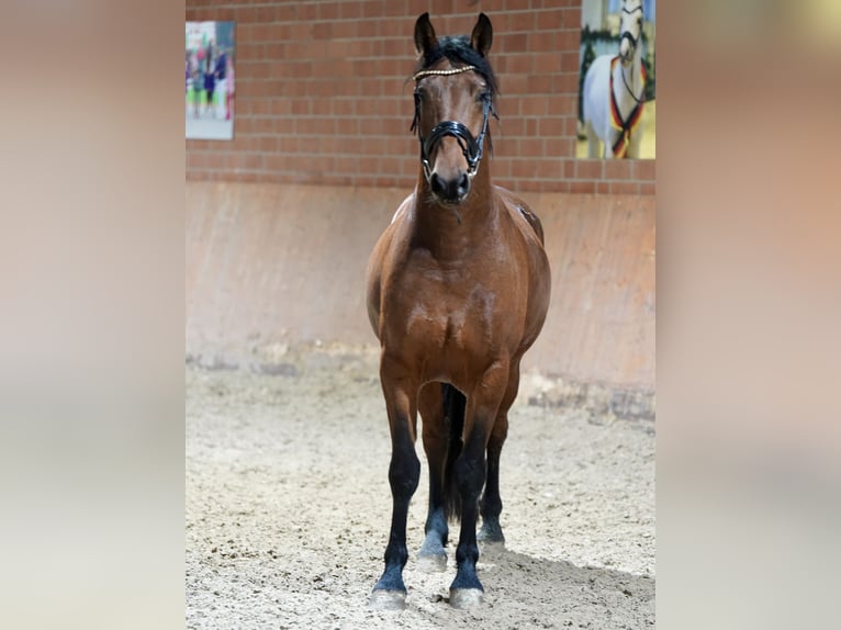 German Riding Horse Mix Gelding 4 years 15,2 hh Brown in Paderborn