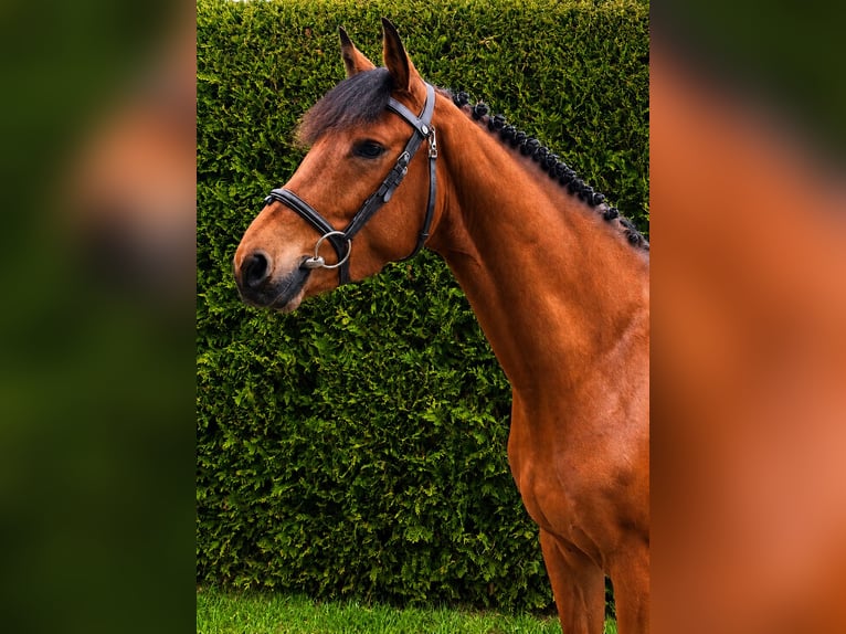 German Riding Horse Gelding 4 years 15.2 hh Brown in Gronau (Westfalen)