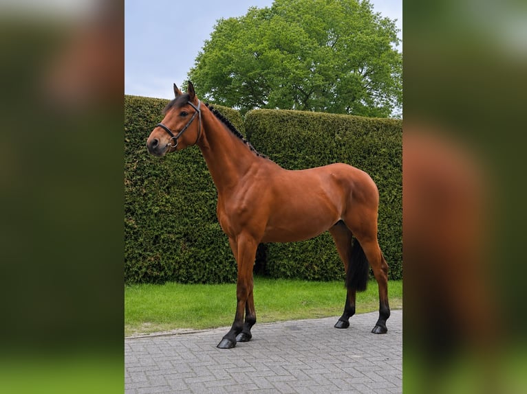 German Riding Horse Gelding 4 years 15.2 hh Brown in Gronau (Westfalen)