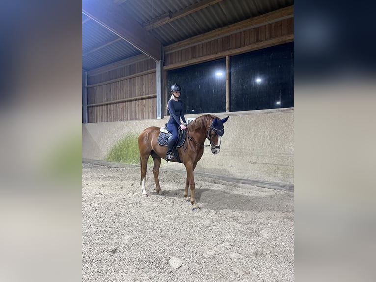 German Riding Horse Gelding 4 years 15.2 hh Chestnut-Red in Quernheim