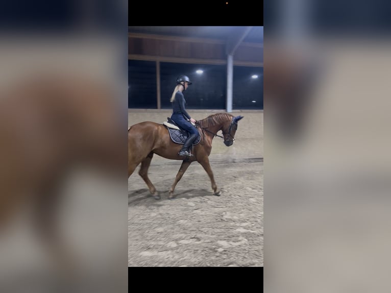 German Riding Horse Gelding 4 years 15.2 hh Chestnut-Red in Quernheim