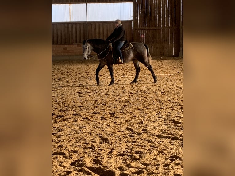 German Riding Horse Gelding 4 years 15,3 hh Gray in Reutlingen