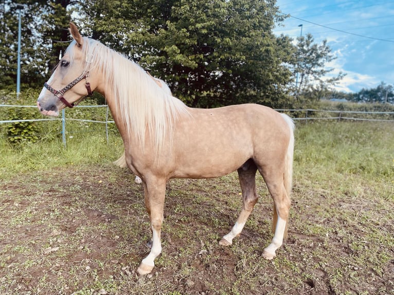 German Riding Horse Mix Gelding 4 years 15,3 hh Palomino in Oberhonnefeld-Gierend