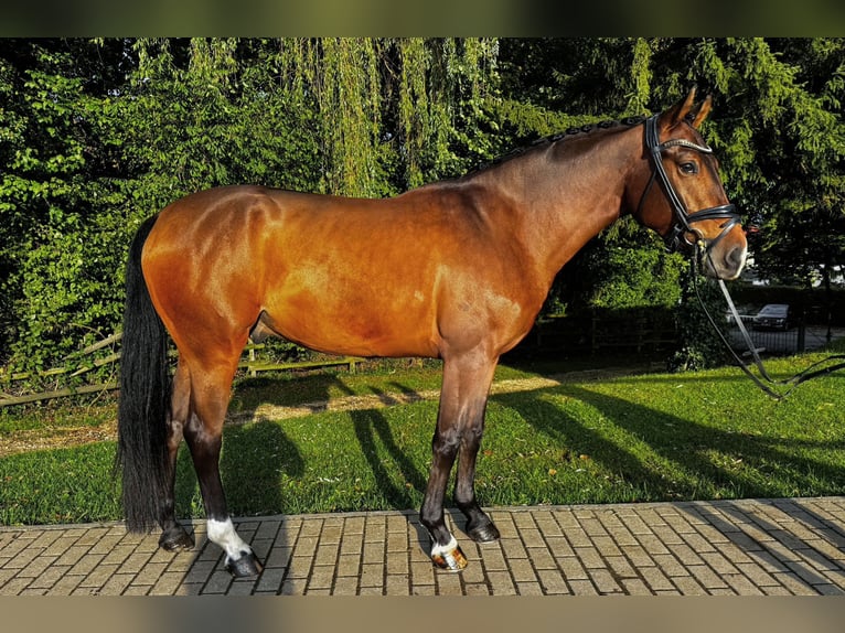 German Riding Horse Gelding 4 years 15,2 hh Brown in G&#xF6;ppingen