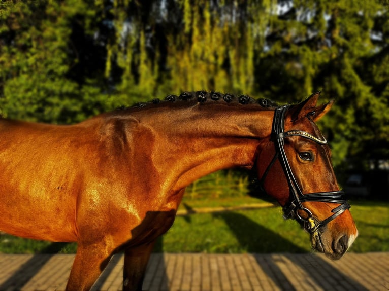 German Riding Horse Gelding 4 years 15,2 hh Brown in G&#xF6;ppingen