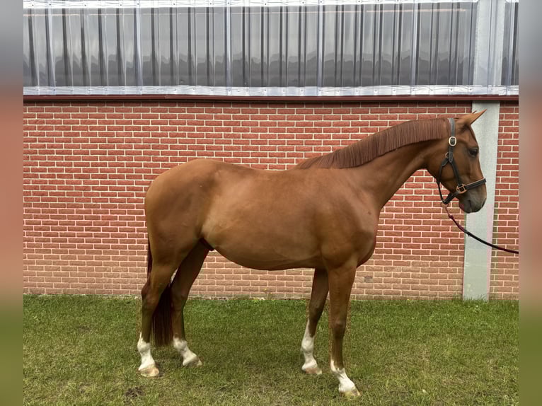 German Riding Horse Gelding 4 years 15,2 hh Chestnut-Red in Warendorf