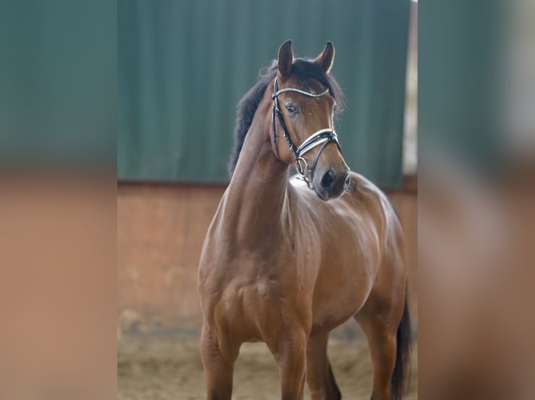 German Riding Horse Gelding 4 years 16.1 hh Brown in Paderborn