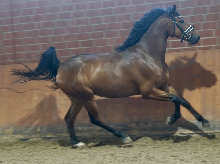 German Riding Horse Gelding 4 years 16.1 hh Brown in Paderborn
