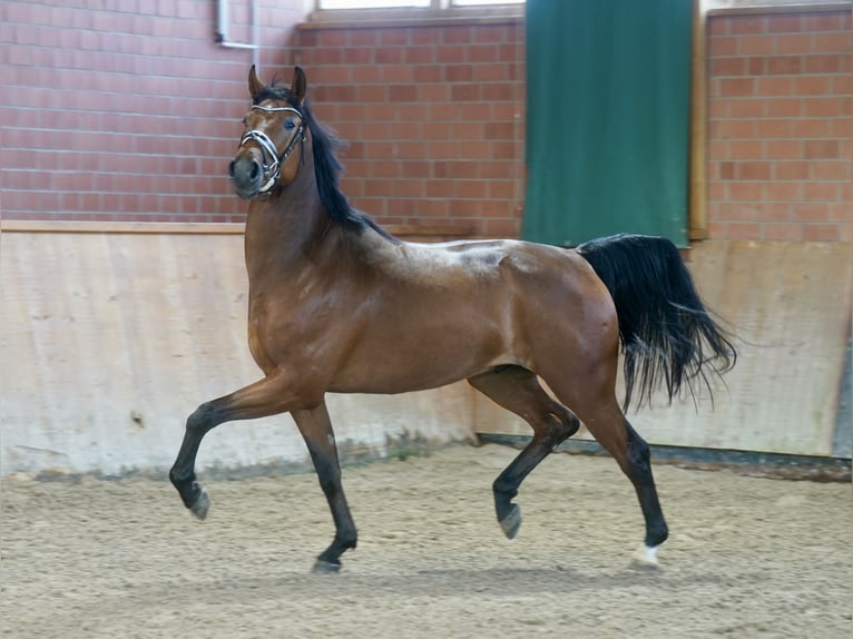 German Riding Horse Gelding 4 years 16.1 hh Brown in Paderborn