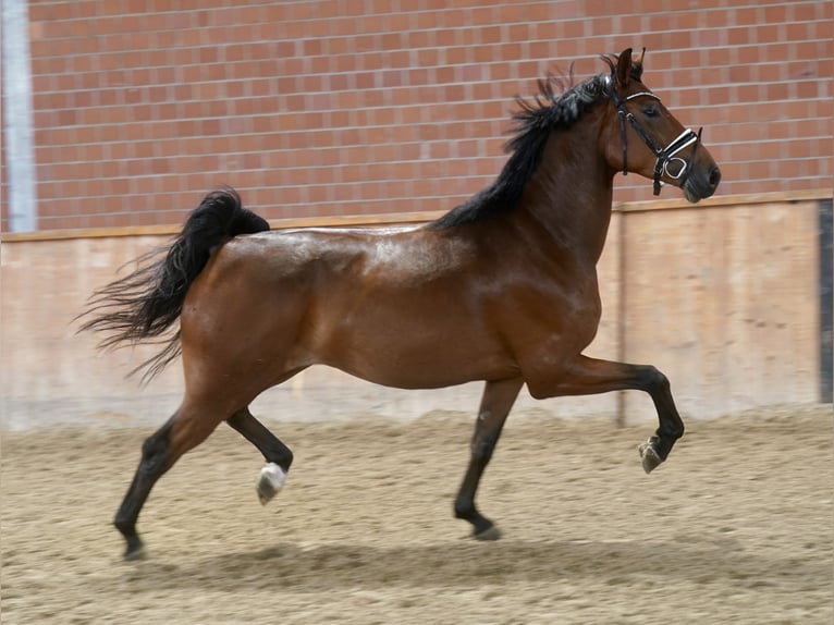 German Riding Horse Gelding 4 years 16.1 hh Brown in Paderborn