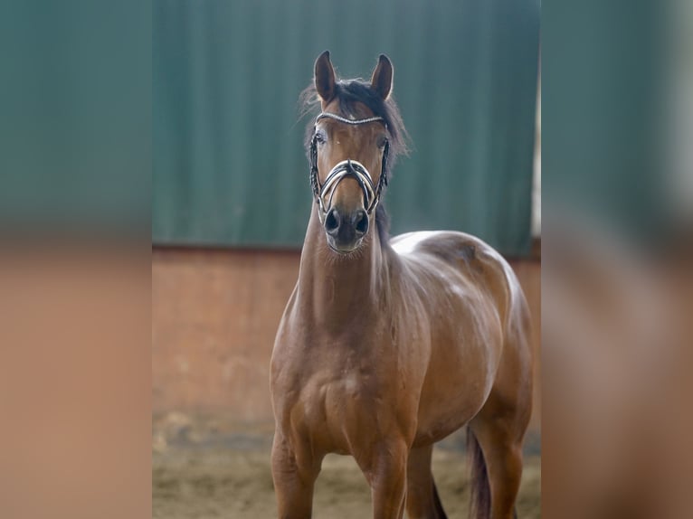 German Riding Horse Gelding 4 years 16.1 hh Brown in Paderborn