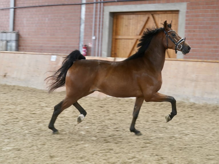 German Riding Horse Gelding 4 years 16.1 hh Brown in Paderborn