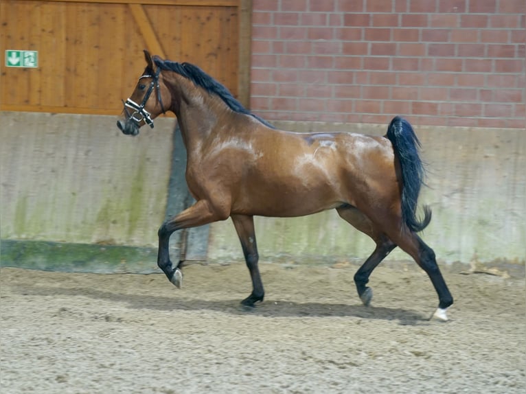 German Riding Horse Gelding 4 years 16.1 hh Brown in Paderborn