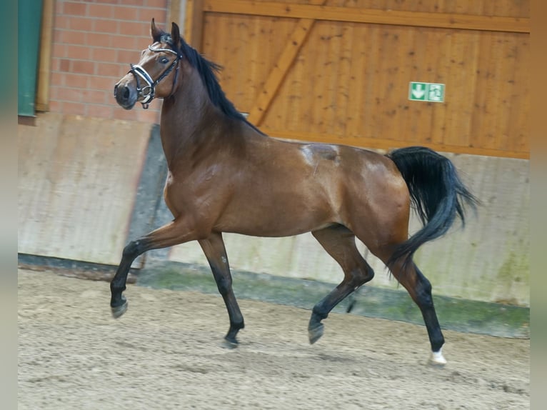 German Riding Horse Gelding 4 years 16.1 hh Brown in Paderborn
