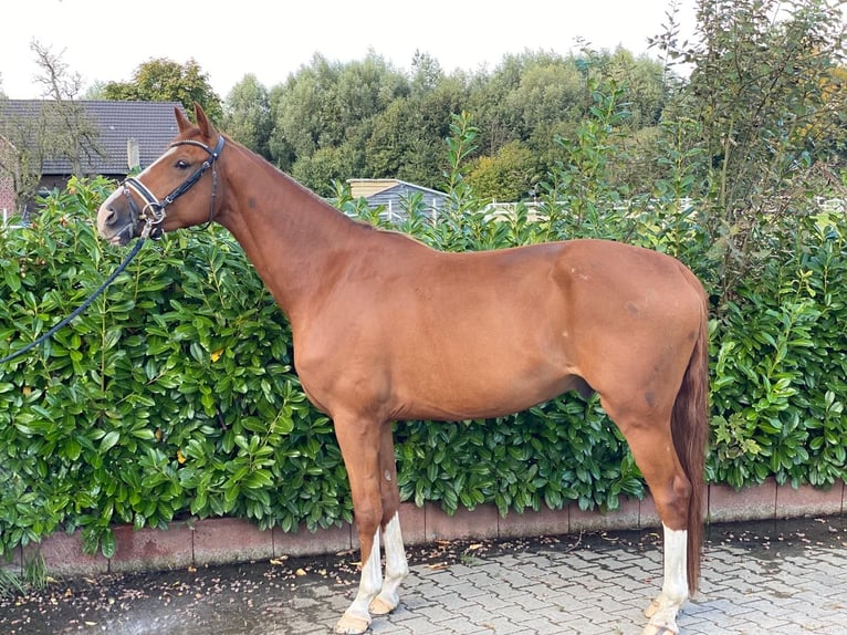 German Riding Horse Gelding 4 years 16,1 hh Chestnut-Red in Marl