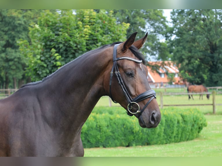 German Riding Horse Gelding 4 years 16.2 hh Bay-Dark in Haftenkamp