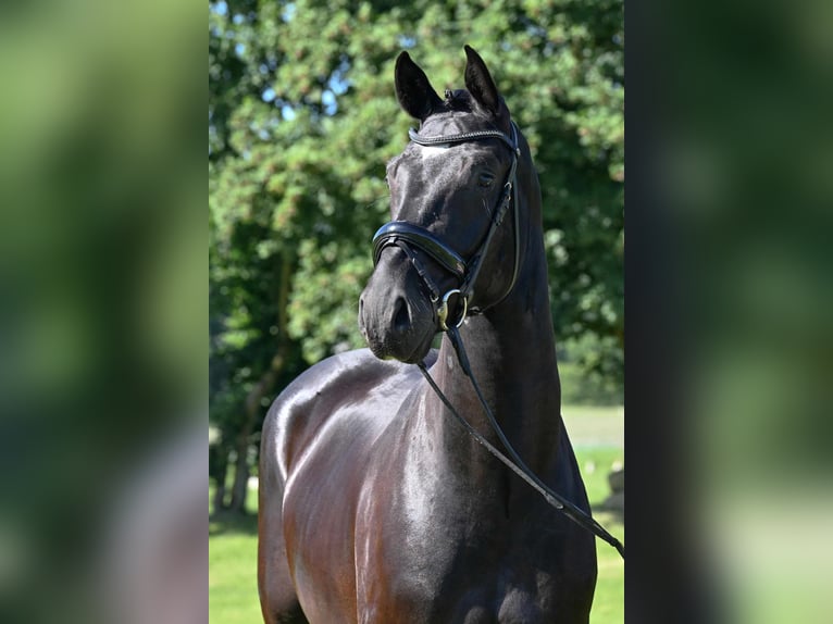 German Riding Horse Gelding 4 years 16.2 hh Black in Lienen