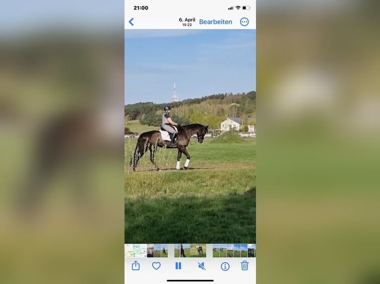 German Riding Horse Gelding 4 years 16,2 hh Black in Phöben