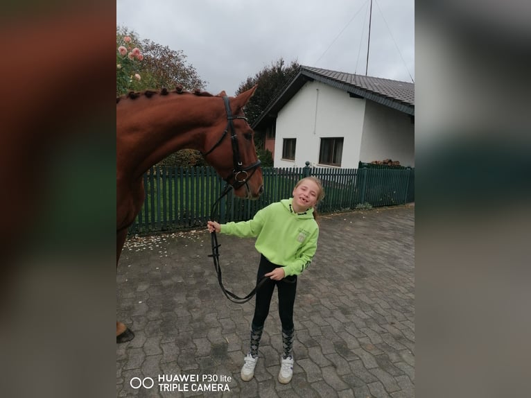 German Riding Horse Gelding 4 years 16,2 hh Chestnut-Red in Roßdorf