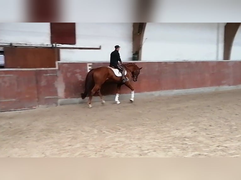 German Riding Horse Gelding 4 years 16,2 hh Chestnut-Red in Roßdorf