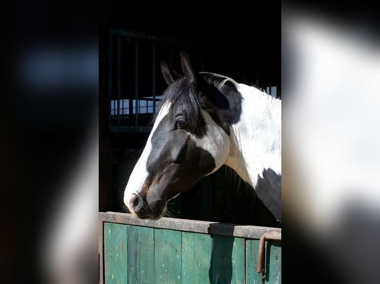 German Riding Horse Gelding 4 years 16.2 hh Tobiano-all-colors in Etgersleben