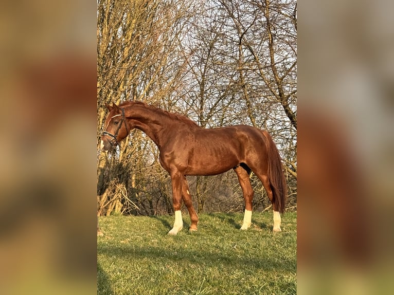 German Riding Horse Gelding 4 years 16,3 hh Chestnut-Red in Rosdorf