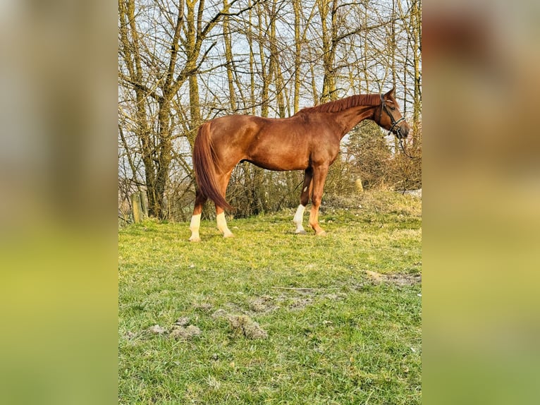 German Riding Horse Gelding 4 years 16,3 hh Chestnut-Red in Rosdorf