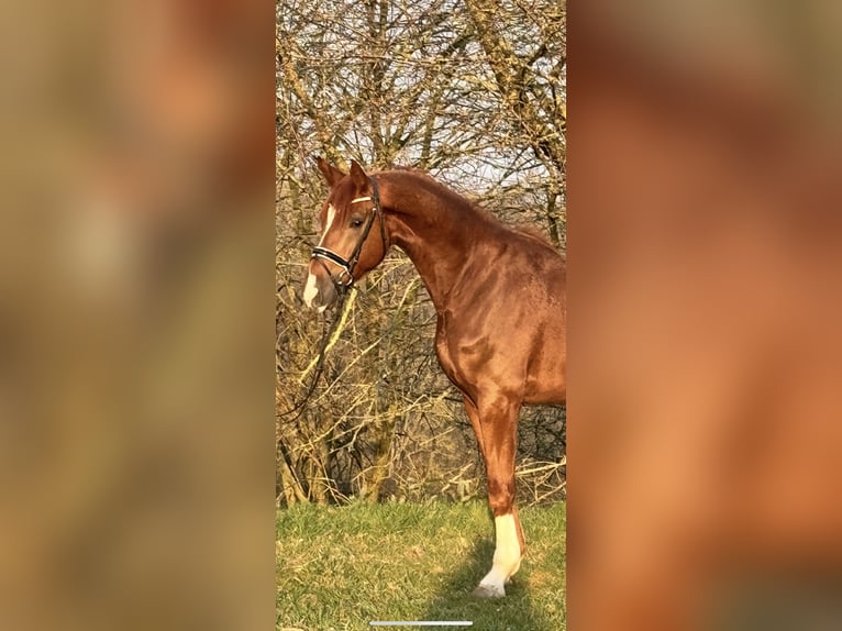 German Riding Horse Gelding 4 years 16,3 hh Chestnut-Red in Rosdorf