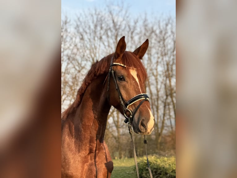 German Riding Horse Gelding 4 years 16,3 hh Chestnut-Red in Rosdorf
