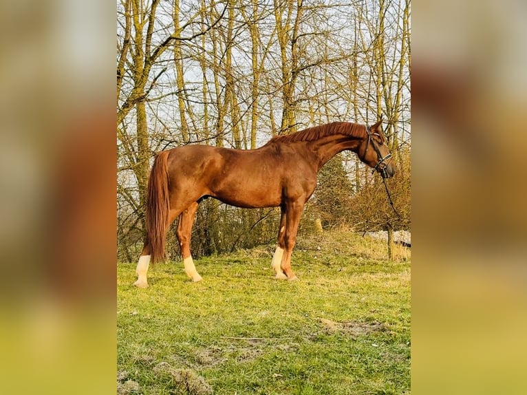 German Riding Horse Gelding 4 years 16,3 hh Chestnut-Red in Rosdorf