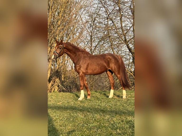 German Riding Horse Gelding 4 years 16,3 hh Chestnut-Red in Rosdorf