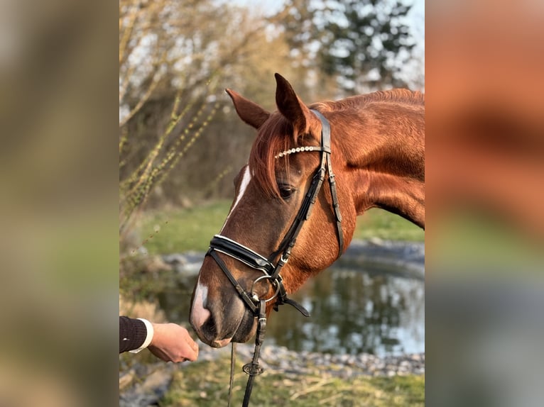 German Riding Horse Gelding 4 years 16,3 hh Chestnut-Red in Rosdorf