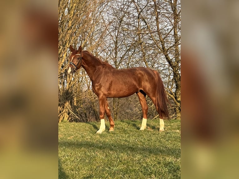 German Riding Horse Gelding 4 years 16,3 hh Chestnut-Red in Rosdorf