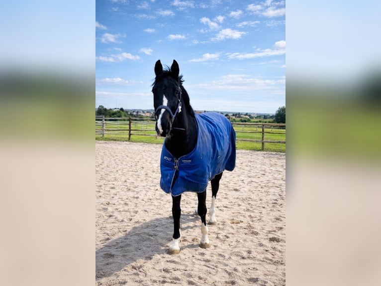 German Riding Horse Gelding 4 years 16 hh Bay-Dark in Worms